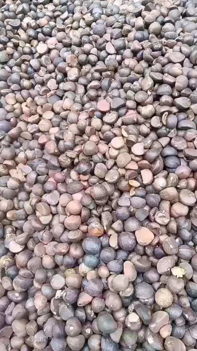 野生足干油茶籽/产地直发/品质好需要老板电话联系