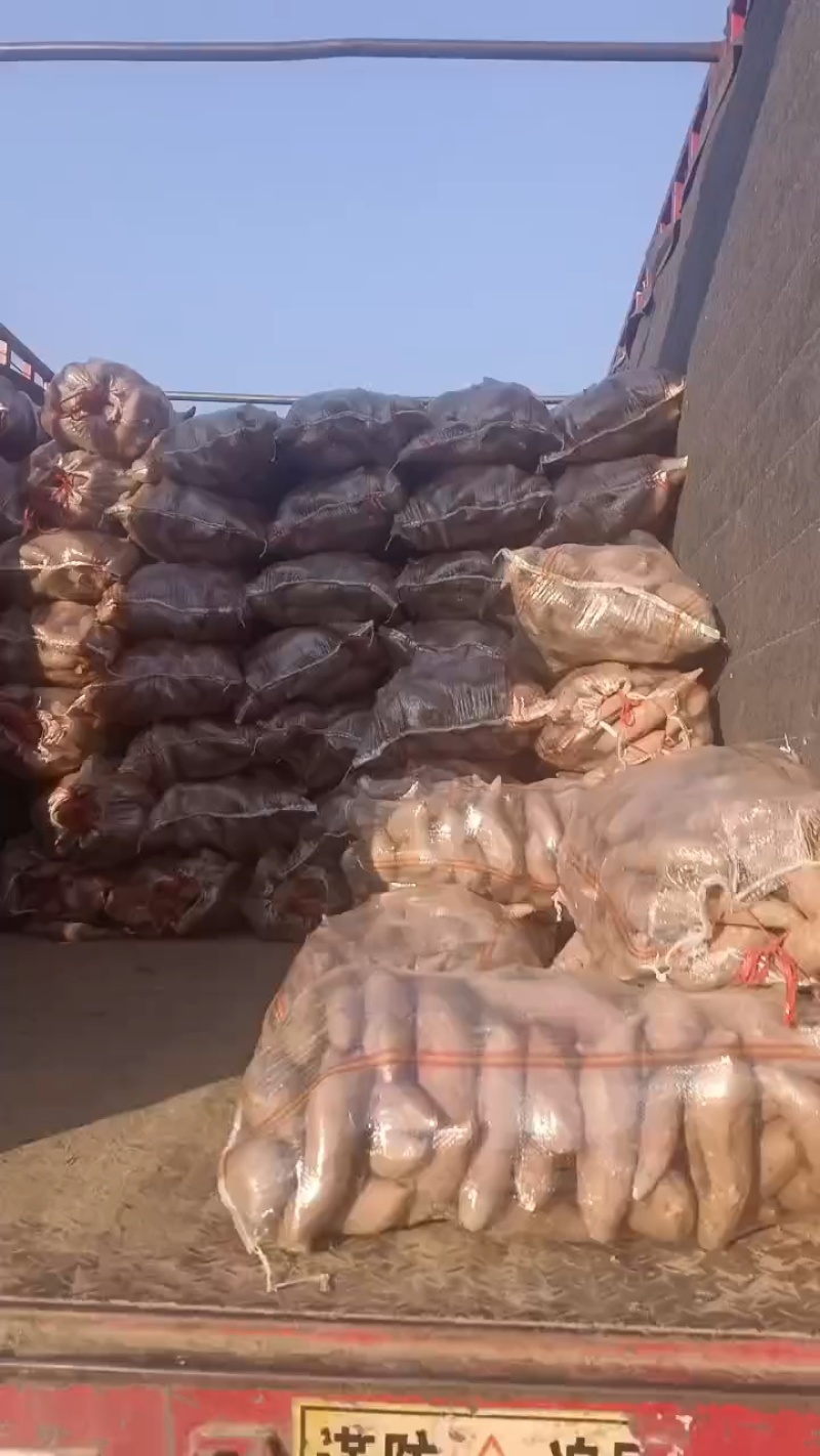 河南鲜货，龙薯红薯，，电商货，市场货，工厂货养殖场货