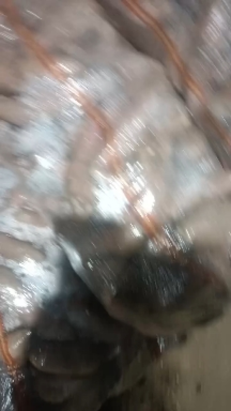 河南鲜货，龙薯红薯，，电商货，市场货，工厂货养殖场货