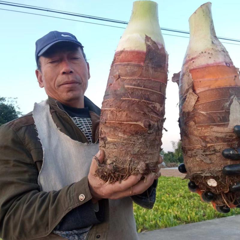 槟榔芋，香芋口感粉糯香甜，量大从优全国发货，