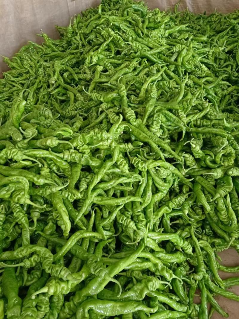 甘肃万亩螺丝椒精品陇椒，大量现货供应，对接全国电商商超