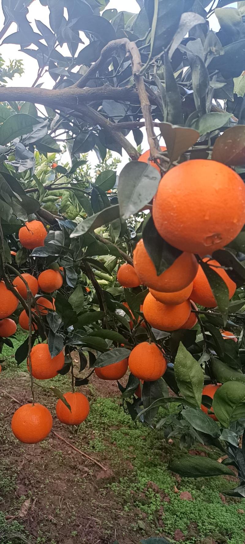 [热卖]橙子秭归脐橙纽荷尔脐橙湖北橙子产地直销