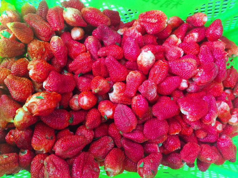 大凉山露天草莓冻草莓上市了欢迎老板对接
