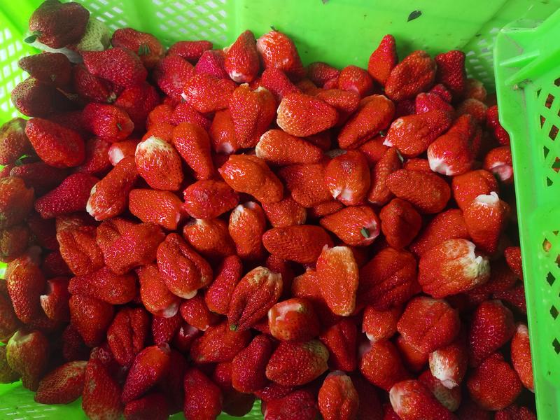 大凉山露天草莓冻草莓上市了欢迎老板对接