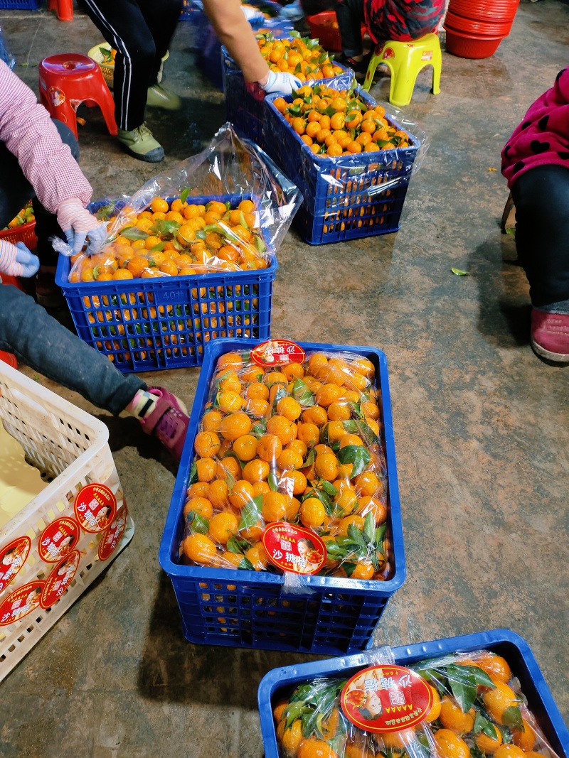 沙糖橘，广西桂林沙糖桔。果面干净，个头均匀，品质非常好！