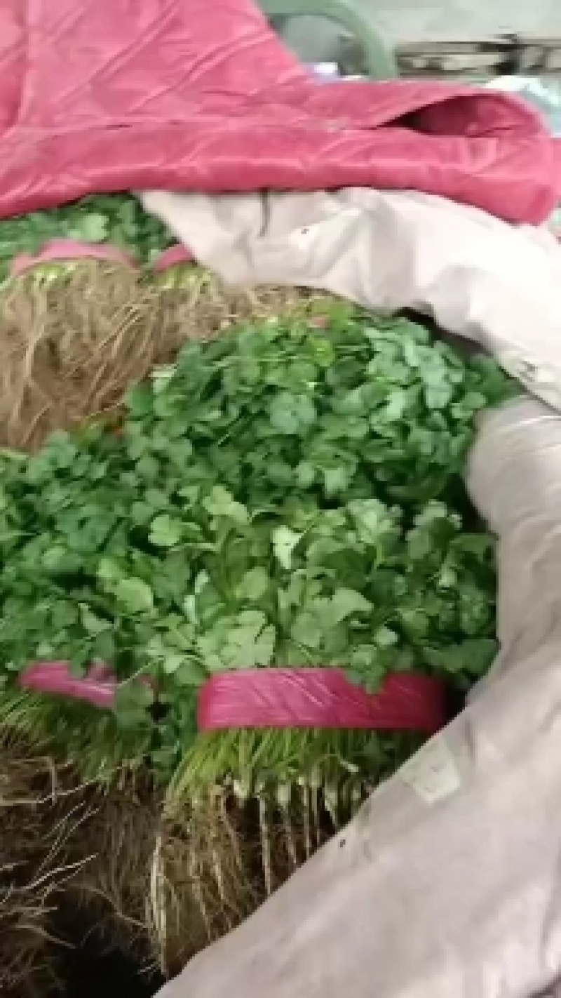 滑县大叶香菜产地直供，质量保证，量大从优欢迎老板来电