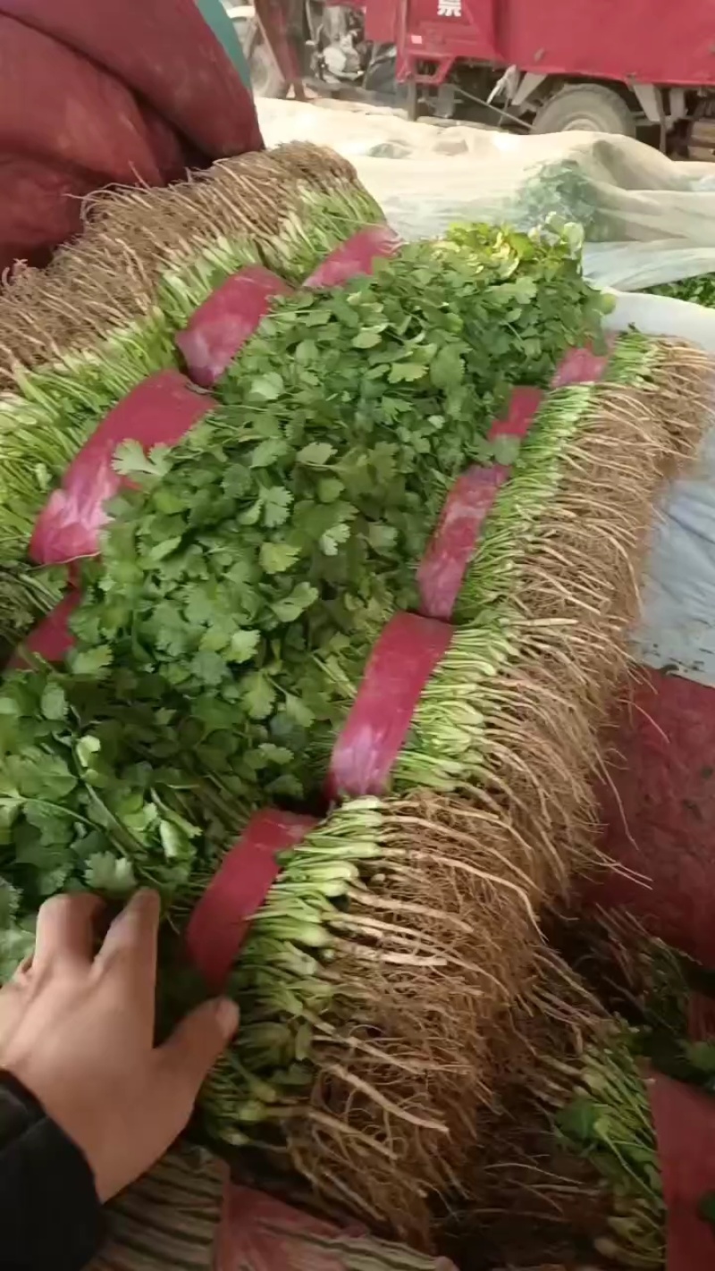 滑县大叶香菜产地直供，质量保证，量大从优欢迎老板来电