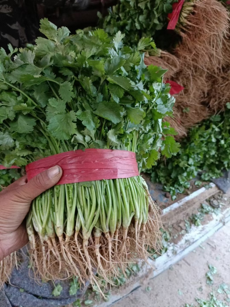 滑县大叶香菜产地直供，质量保证，量大从优欢迎老板来电