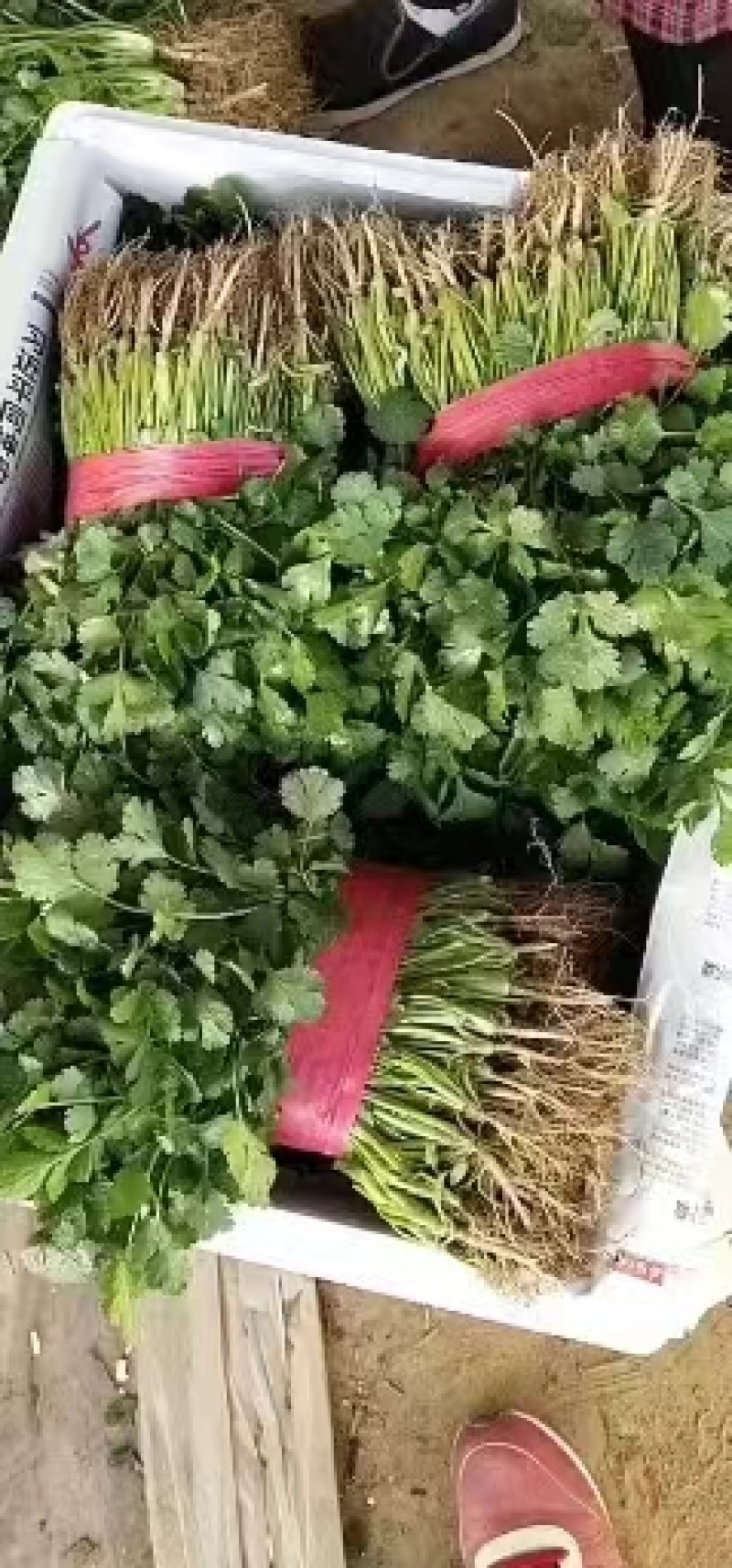 滑县大叶香菜产地直供，质量保证，量大从优欢迎老板来电
