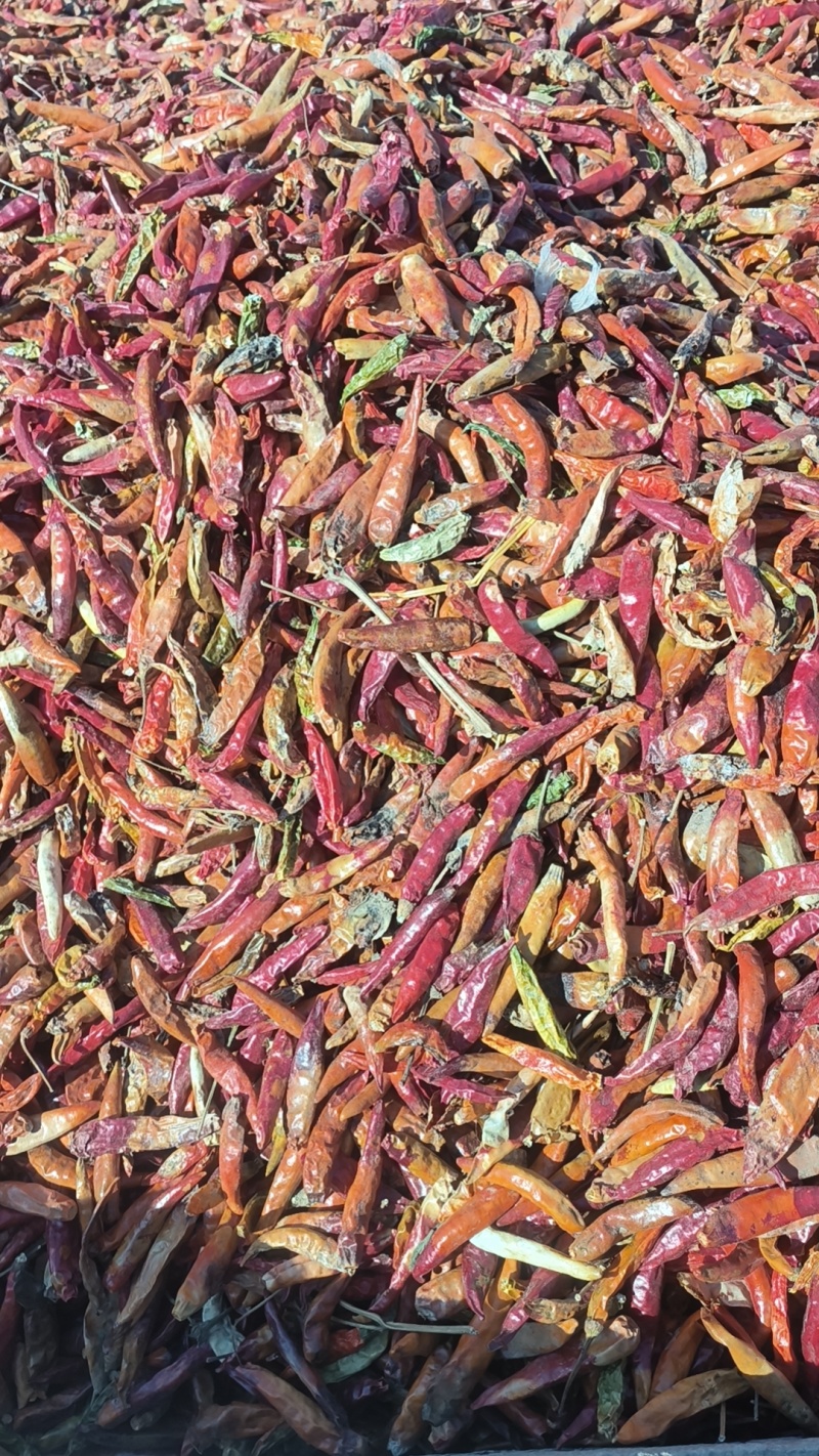 河南开封三樱椒八号干辣椒产地直发上通，花皮二黄干度九成