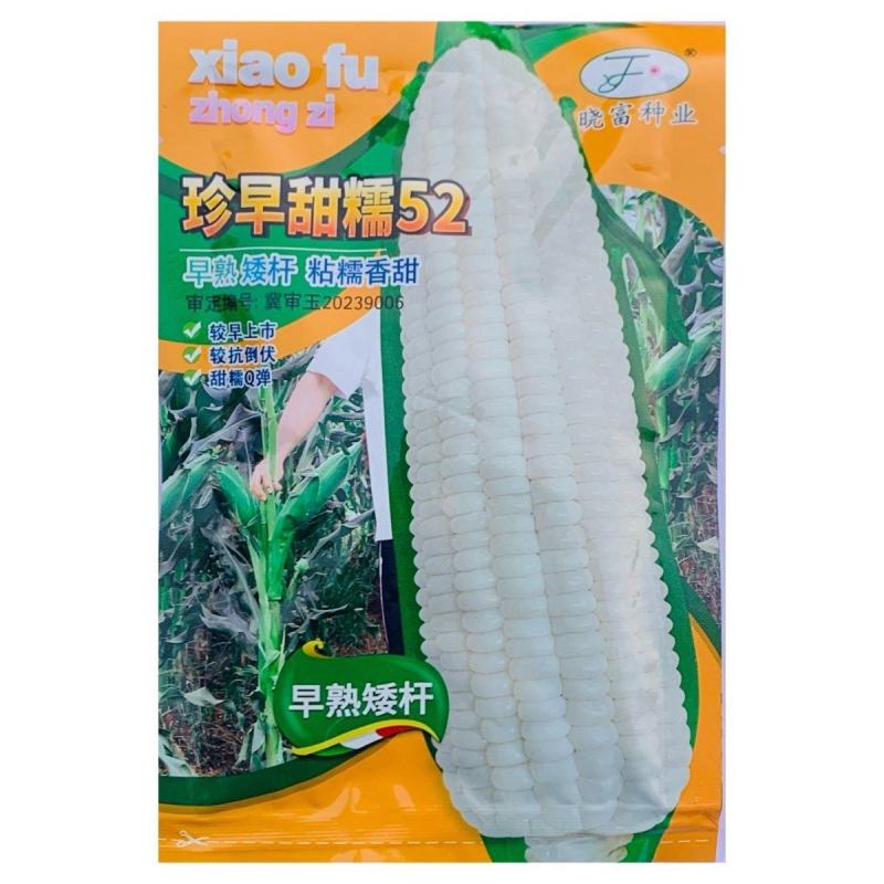 珍甜糯66玉米珍早甜糯52种子高产四季粘玉米白彩甜糯超甜