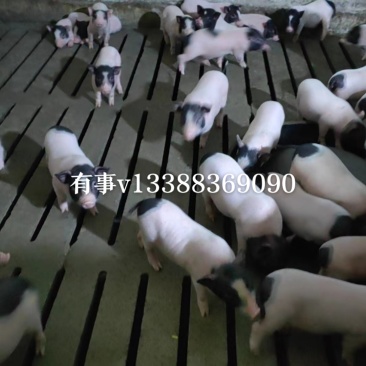 巴马香猪商品猪大量现货