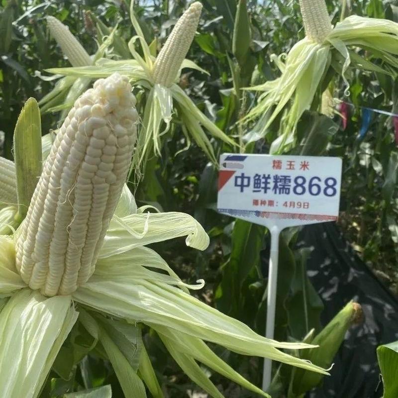 中鲜糯868玉米种子大棒甜味糯玉米种子国审玉米品种鲜食糯