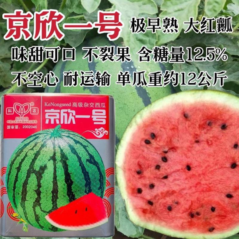 京欣一号西瓜种子味甜可口不裂果极早熟花皮圆果西瓜种籽大红