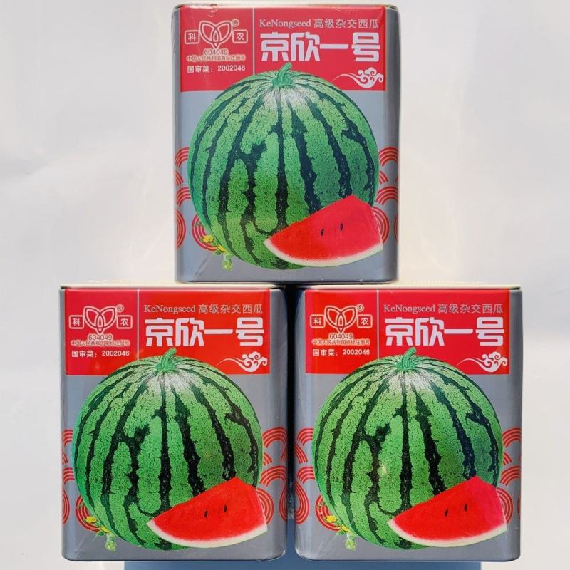 京欣一号西瓜种子味甜可口不裂果极早熟花皮圆果西瓜种籽大红