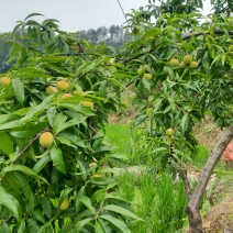 四川沃柑，