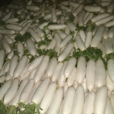 周口白萝卜大量上市，供应市场货，工厂货，电商货，可水洗