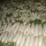 周口白萝卜大量上市，供应市场货，工厂货，电商货，可水洗