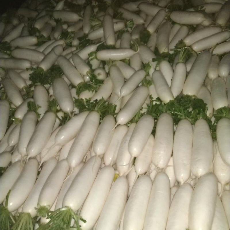 周口白萝卜大量上市，供应市场货，工厂货，电商货，可水洗