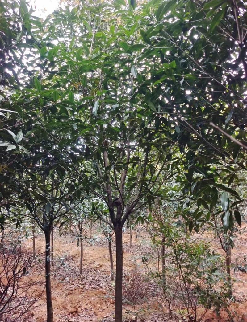 桂花树金桂丹桂八月桂产地直发各种规格都有8-15公分