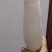 周口白萝卜大量上市，供应市场货，工厂货，电商货，可水洗