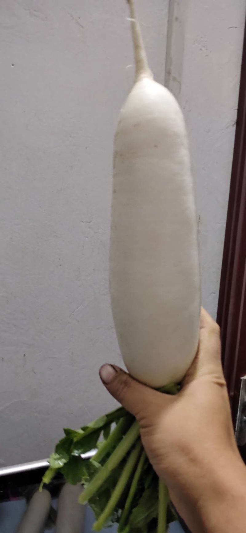 周口白萝卜大量上市，供应市场货，工厂货，电商货，可水洗