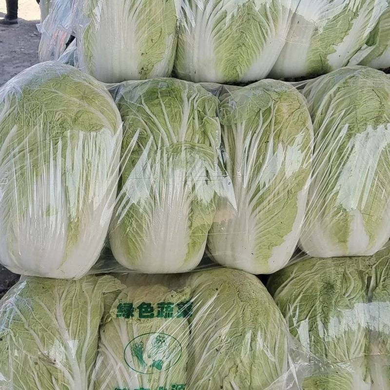 青杂三号白菜大量上市，视频看货，诚信代收