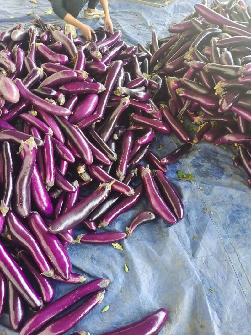 精品烧烤茄广茄红金刚茄子紫长茄基地货源欢迎来电合作
