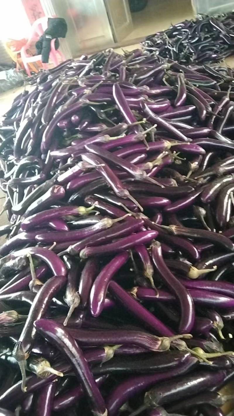 精品烧烤茄广茄红金刚茄子紫长茄基地货源欢迎来电合作