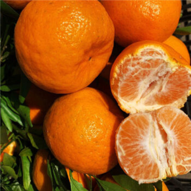 热卖柑橘芦柑椪柑湖北一手货源新鲜采摘可对接各大市场商超电