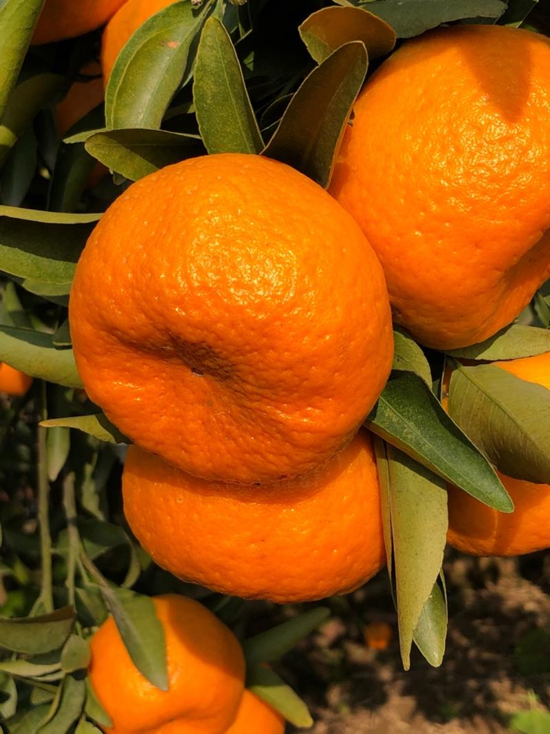 热卖柑橘芦柑椪柑湖北一手货源新鲜采摘可对接各大市场商超电