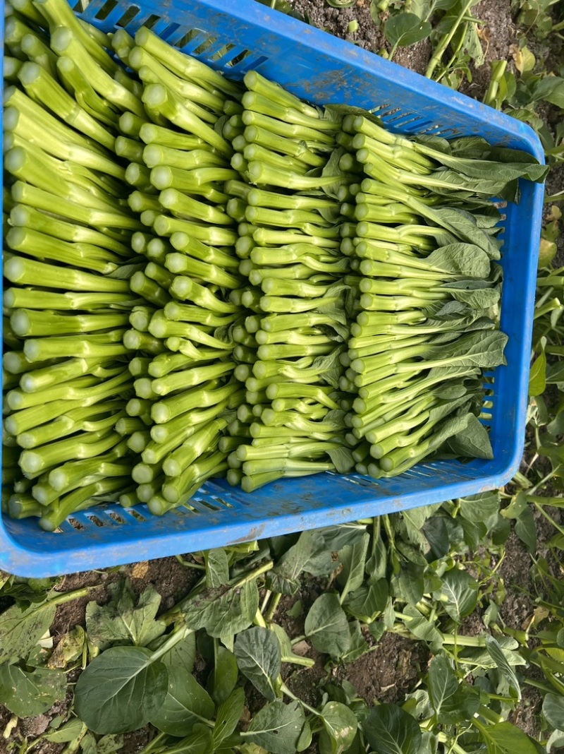 【精品】广东菜苔菜心，货源充足保证质量，欢迎来电采购
