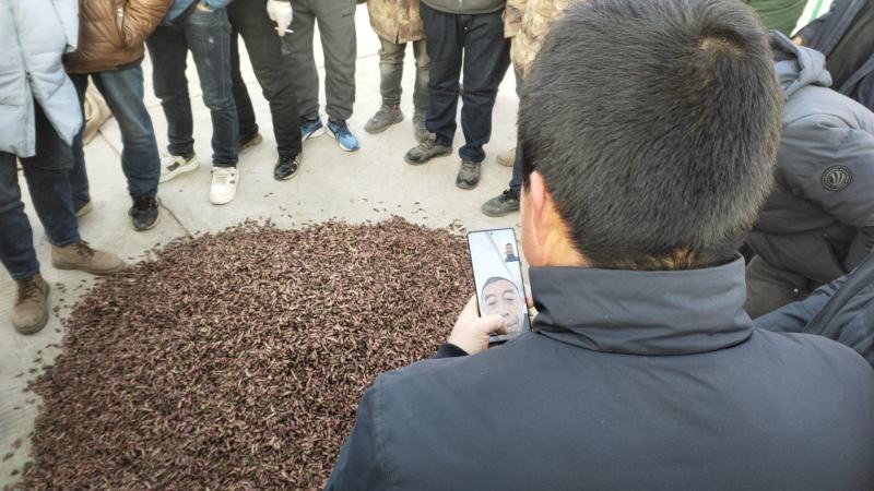 新鲜款冬花甘肃地产中药材