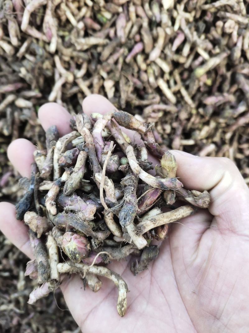 新鲜款冬花甘肃地产中药材