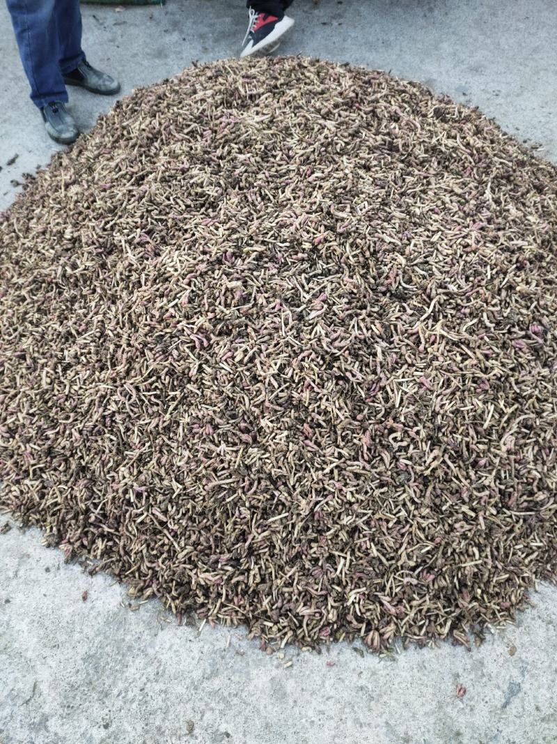 新鲜款冬花甘肃地产中药材