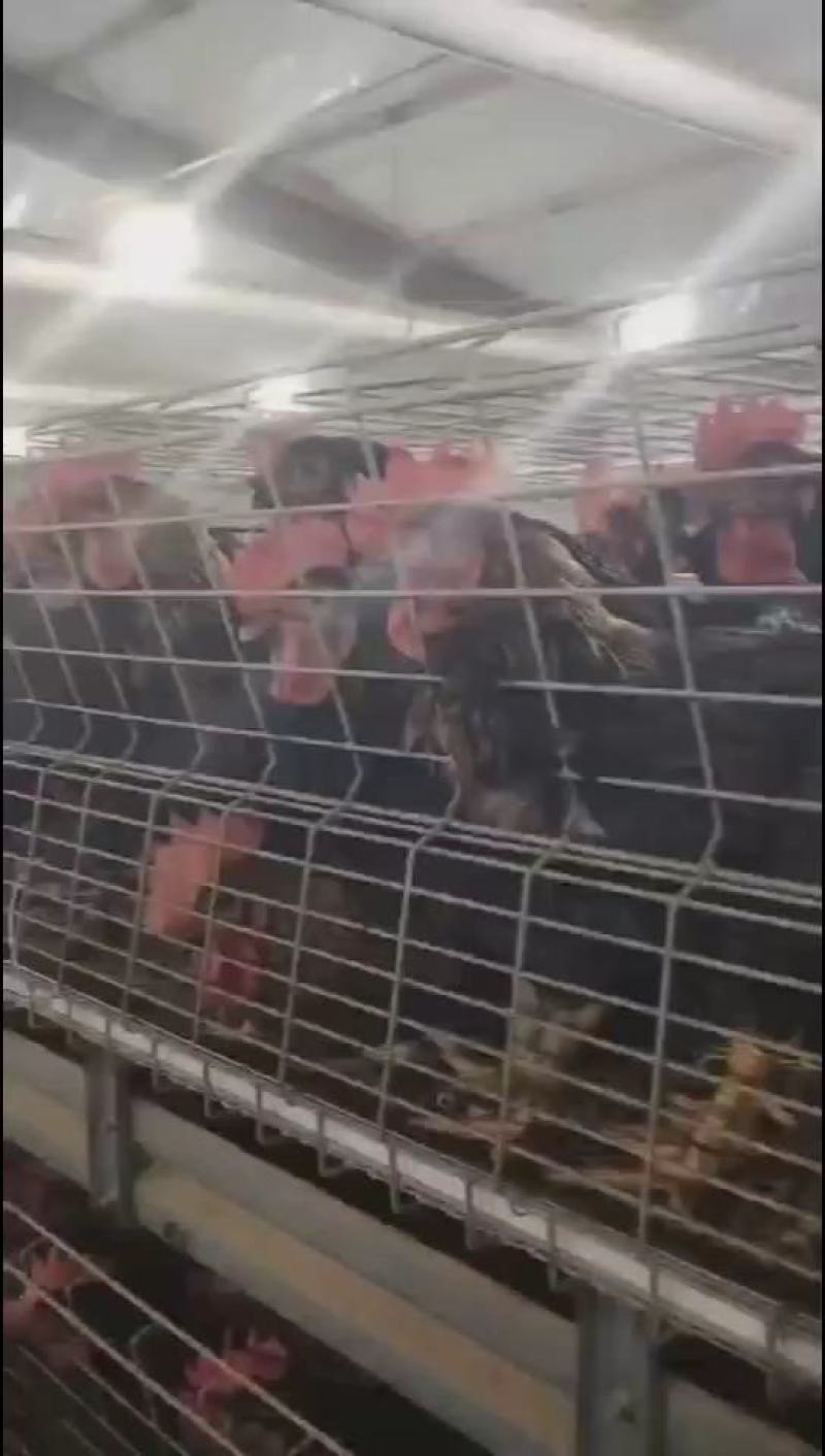黑风4.3斤活鸡，出售中需要的话可以随时联系我