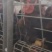 黑风4.3斤活鸡，出售中需要的话可以随时联系我