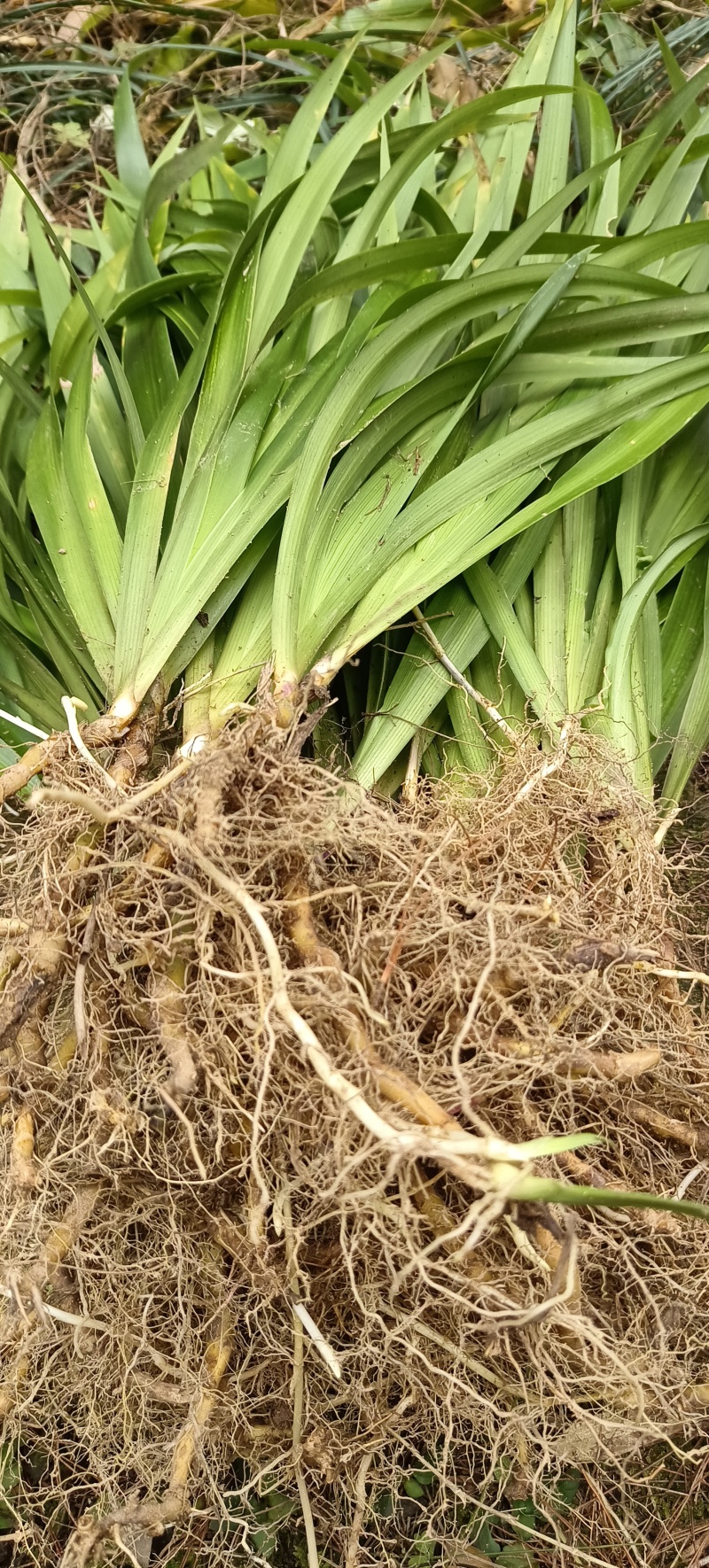 扁竹根培育基地常年大量批发供应
