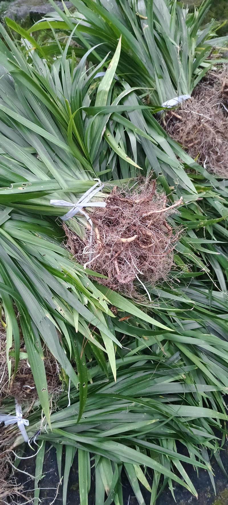 扁竹根培育基地常年大量批发供应