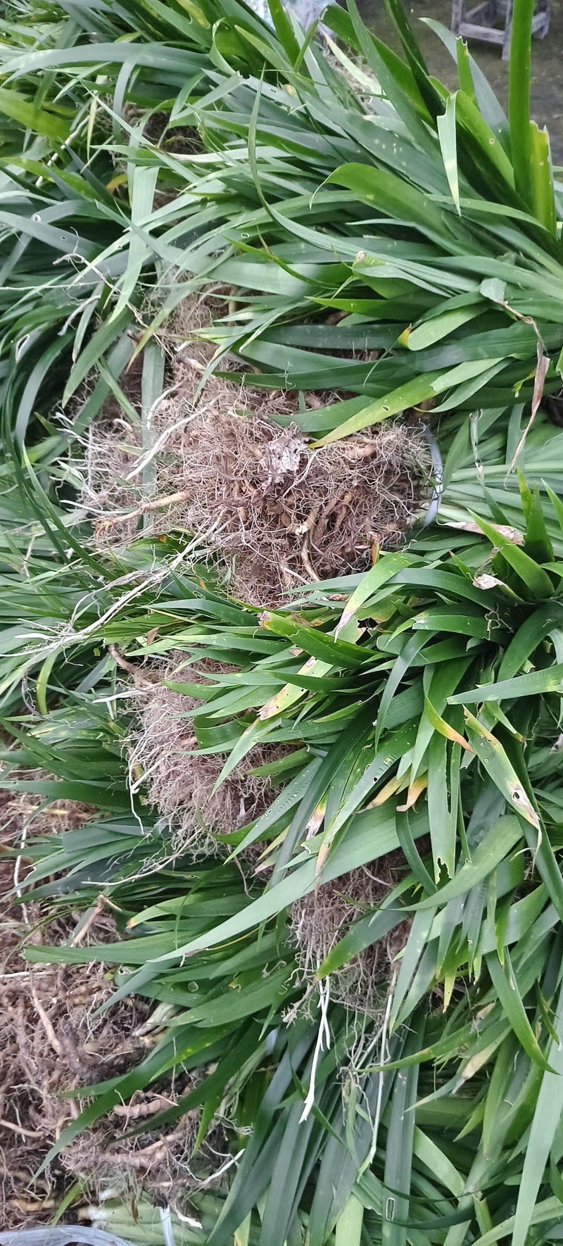 扁竹根培育基地常年大量批发供应