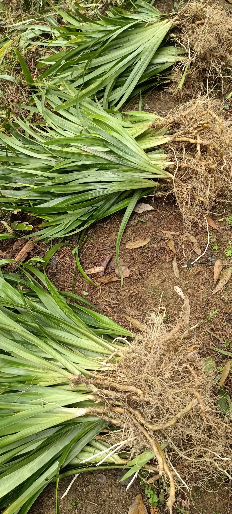 扁竹根培育基地常年大量批发供应