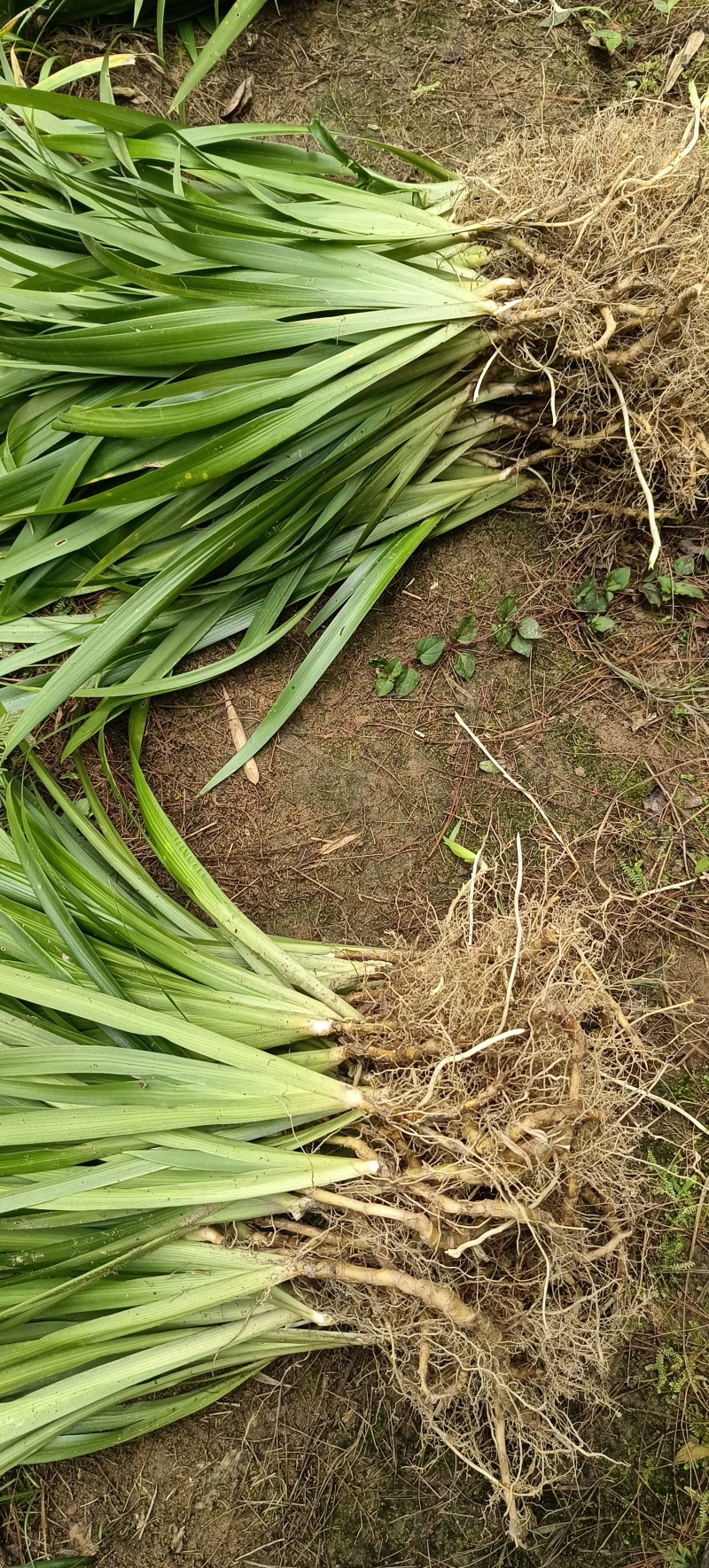 扁竹根培育基地常年大量批发供应