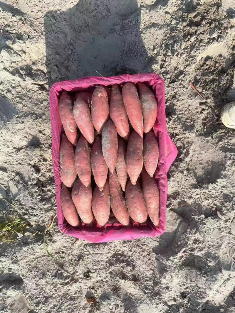 汕尾西瓜红薯口感香甜软糯产地供应可视频看货实地考察