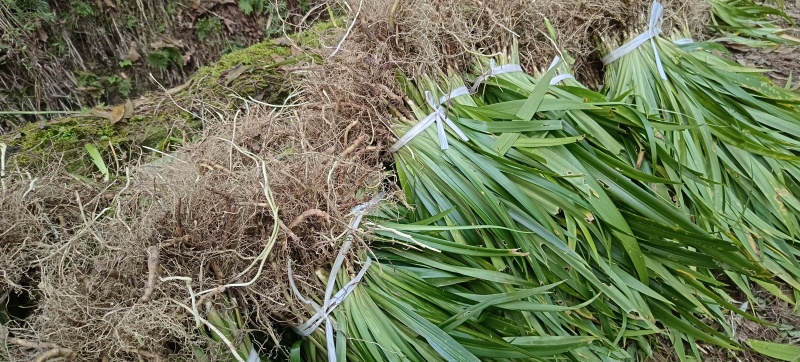 扁竹根培育基地常年大量批发，货源充足手续齐全
