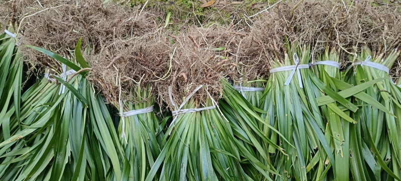 扁竹根培育基地常年大量批发，货源充足手续齐全