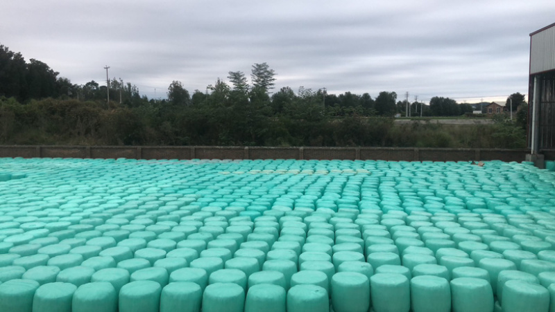 玉米秸秆青贮、黄贮、牛羊草料、青储、黄储