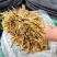玉米秸秆青贮、黄贮、牛羊草料、青储、黄储