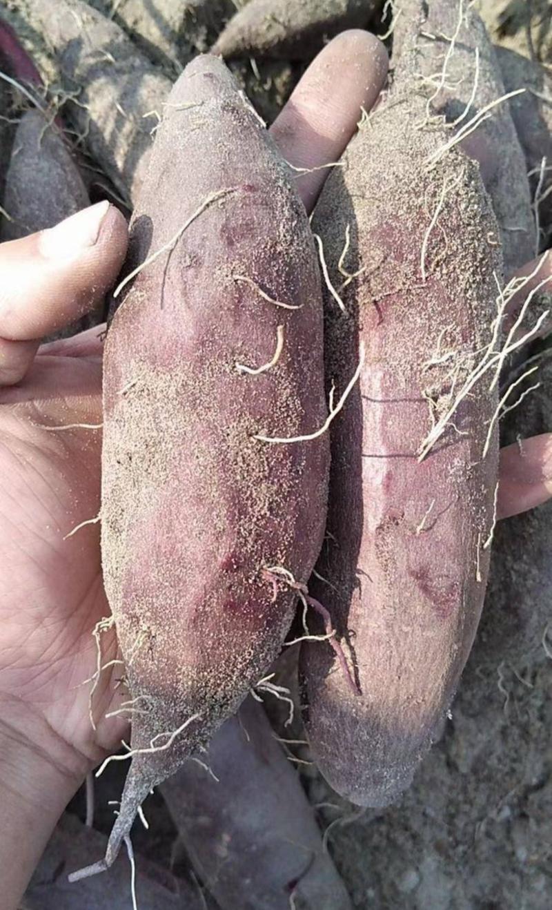 广东汕尾精品紫薯保证质量坏包赔欢迎实地考察视频看货