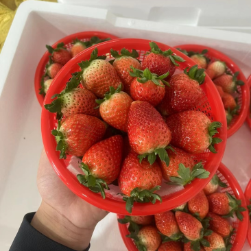 阜阳天仙醉奶油草莓