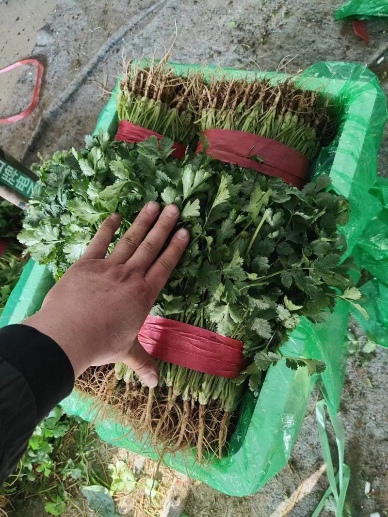 新鲜香菜，大叶香菜，大量供应，价格实惠，欢迎进店咨询采购！